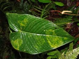 Image result for Equilabium masukense