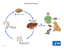 How long do flea eggs take to hatch?