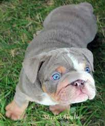 Shrinkabull S Lilac Crave Lilac English Bulldogs