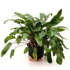 Cryptocoryne wakleri pot 3,5 ευρώ. Cryptocoryne Wendtii Spec Mutterpflanze