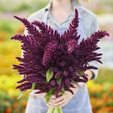 Image result for Amaranthus