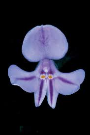 Image result for Impatiens stuhlmannii