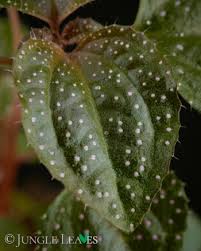 Image result for Calvoa