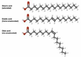 Unsaturated Fatty Acid Structure Example Standardized Tests Class Study Com