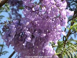 See 205 traveller reviews, 304 candid photos, and great deals for jacaranda hotel apts, ranked #54 of 70 hotels in protaras and rated 3.5. Jacaranda Jacaranda Mimosifolia Jacaranda Tree