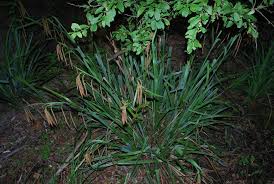 Image result for Carex bequaertii