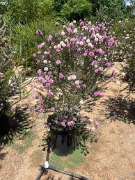 Image result for Melaleuca sp. A (Biegel 5741)