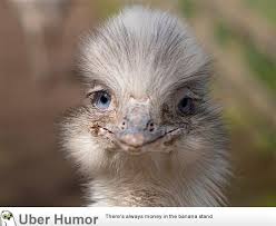 Ostrich Funny Image Quotes Quotesgram