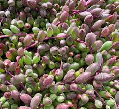 Image result for Senecio greenwayi