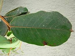 Image result for Hirtella zanzibarica