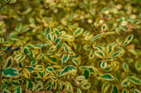 Image result for Terminalia neotaliala