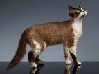 How Much Do Devon Rex Cost? — DevonRexCats