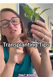 Transplanting Seedlings 101: Tips for Healthy Roots