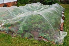 Tired of battling bad bugs in the garden? 26 Tips To Protect Your Garden Against Bugs Critters And Disease