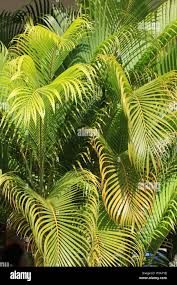 Image result for Dypsis lutescens