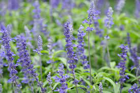 Loving light dishgarden romantic flowers: 10 Great Flowers For Central Indiana Engledow Group