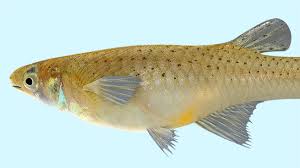 Hillsborough County Fight Mosquitoes With Free Fish