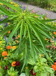 Image result for Cannabaceae