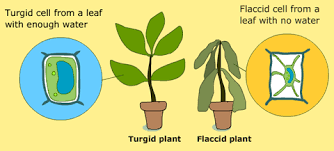 In some plants, their cell walls loosen at a quicker rate than water when measuring turgor pressure in plants, many things have to be taken into account. What Is The Difference Between A Turgid Cell And A Flaccid Cell Quora