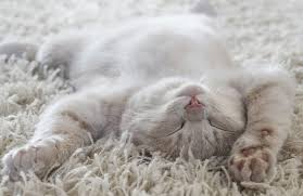 If your cat likes to sit with you while you watch your favorite shows, you might want to check their reactions if a cat appears on the screen. The Most Popular 150 White Cat Names For Your White Cat My Pet S Name