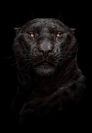 Arise Sir Goodboye Of Dogginton Big Cats Art Cat Art Tiger Art