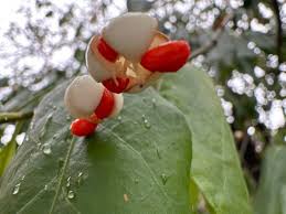 Image result for Tragia adenanthera