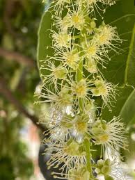 Image result for Phytolacca dioica