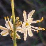 Image result for Trachyandra saltii