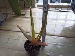Image result for Aloe pienaarii