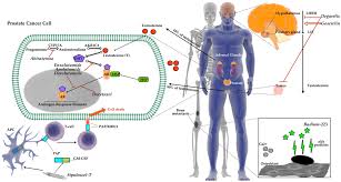 21.04.2021 · most men are diagnosed with prostate cancer in their senior years and only 1 out of 36 men die from it. Diagnostics Free Full Text Previous Current And Future Pharmacotherapy And Diagnosis Of Prostate Cancer A Comprehensive Review