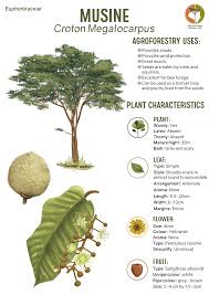 Image result for Croton megalocarpus