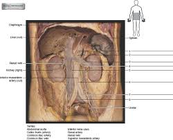 Torso anatomy model | girodmedical. Solved Observe The Human Torso Model And Figures 63 2b And 63 8 O Chegg Com