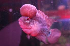 What Are The Kinds Of Fish You Can Put In Your Fish Tank Fish Pet Fish Tank Aquarium Fish