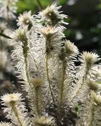 Image result for Phylica