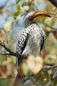 Image result for Megaloprotachne albescens