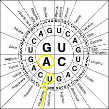 Amino acids are coded by mrna base sequences. Chapter 8 From Dna To Protein R E C H S Biology