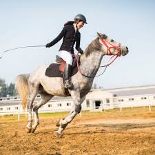 We did not find results for: Effective Use Of Whips And Crops In Horseback Riding