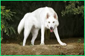 We did not find results for: 10 Jenis Anjing Yang Mirip Serigala Kamu Udah Tau Ekor9 Com Ekor9 Com