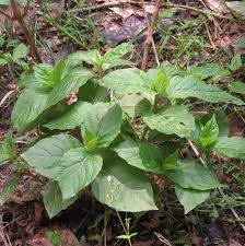 Image result for Achyranthes