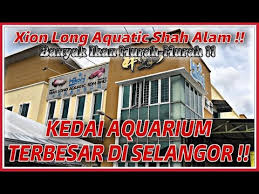 Selangor darul ehsan malaysia, selangor darul ehsan a state, selangor darul ehsan city, selangor darul ehsan 43650, selangor darul ehsan mal. 26 01 Mb Aquarium In Shah Alam Giantbetta Bettafish Shahalam Download Lagu Mp3 Gratis Mp3 Dragon