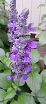 Image result for Salvia farinacea