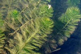 Image result for Haloragaceae