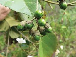Image result for Cordia africana