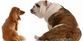 4,729 likes · 785 talking about this · 2,388 were here. Is Your Dog Fat Shirin Merchant