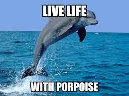 Pin By Stevens Henager College On Fin Lovin Dolphin Memes Funny Dolphin Dolphins