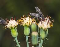 Bug Buddies: Flies & other Decomposers