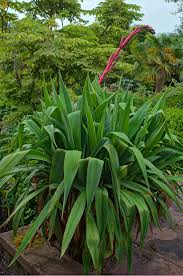 Image result for Beschorneria yuccoides