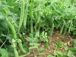 Bezelye Tohumu Nasil Ekilir Bitki Organik Bahcecilik Tohum