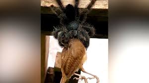 Indigene völker südamerikas benutzten die frösche, um mit deren. Giftigste Spinne Der Welt In Deutschland Aufgetaucht Alles Zum Thema Spinne Rtl De Rtl De Daher Ist Schnelles Handeln Wichtig Denn Inzwischen Steht Ein Wirksames Gegengift Zur Verfugung Stacyajexyfy