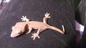 Sexing leopard geckos | gecko daddy. Skittle Baby Patternless With Oil Spots Crested Gecko At Present Unsure Of Gender 7 Months 15 Days Old Crested Gecko Animals Pets